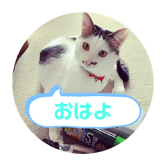 [LINEスタンプ] こたほースタンプ