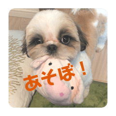 [LINEスタンプ] シーズー犬むーちゃん