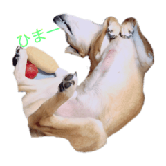 [LINEスタンプ] 寂しがり屋の人好きラビ