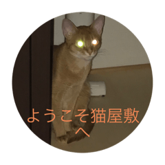 [LINEスタンプ] アビ猫