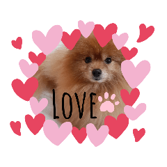 [LINEスタンプ] ポメラニアンこつぶとマルックスふわり