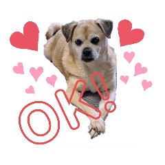 [LINEスタンプ] 愛犬ピーチ スタンプ