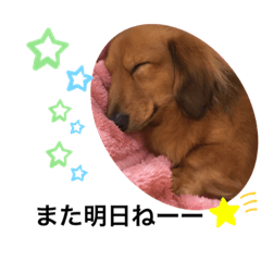 [LINEスタンプ] ダックスのくーたん2