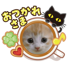 [LINEスタンプ] 子猫の可愛スタンプ