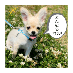 [LINEスタンプ] チワワのてつくん