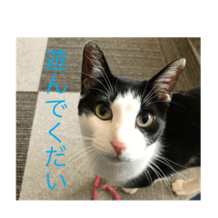 [LINEスタンプ] うちの猫たち01