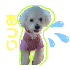 [LINEスタンプ] トイプードル・兄弟スタンプ