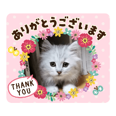 [LINEスタンプ] ラブリー！アッシュ君！！