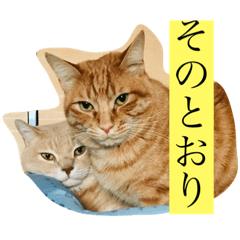 [LINEスタンプ] 舞い降りたおバカたち