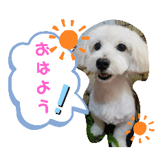 [LINEスタンプ] まるくんすたんぷ！