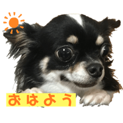 [LINEスタンプ] ぶぅぺろ 日常stamp