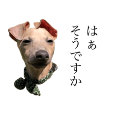 [LINEスタンプ] イタグレのつな