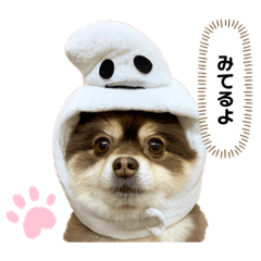 [LINEスタンプ] たぬポメちゃんスタンプ1