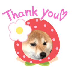 [LINEスタンプ] 豆ちゃんのための豆ちゃんスタンプ