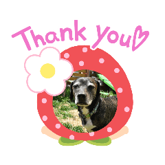 [LINEスタンプ] コーギーカーディガンコーギーミックス犬