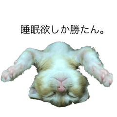 [LINEスタンプ] 我が家の猫と犬と本音
