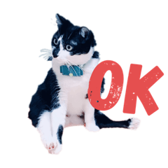 [LINEスタンプ] 白蛙のぺっとすたんぷ