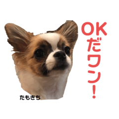 [LINEスタンプ] たもきちスタンプ