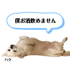 [LINEスタンプ] チワワのハクくんスタンプ♡
