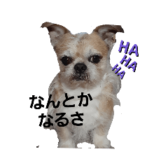 [LINEスタンプ] Mix犬ボス