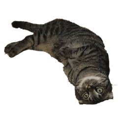 [LINEスタンプ] ねこのさんま