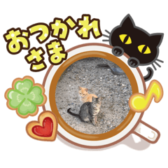 [LINEスタンプ] ネコさん大好き❤