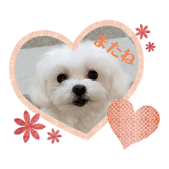 [LINEスタンプ] はい❗マルチーズその2