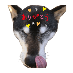 [LINEスタンプ] 柴犬(うー春ラブ)