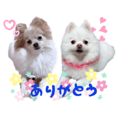 [LINEスタンプ] コロンときどきチロル