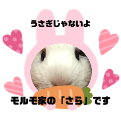 [LINEスタンプ] モルモさらちゃん