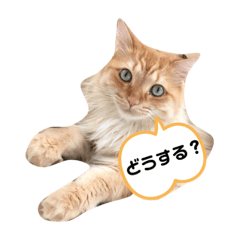 [LINEスタンプ] ねこw2