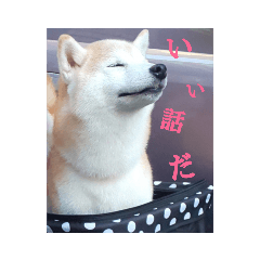 [LINEスタンプ] むぎのつぶやき2