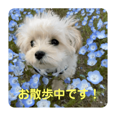 [LINEスタンプ] マルプーのニック①