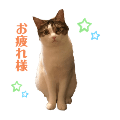 [LINEスタンプ] ねこ‘ズ1
