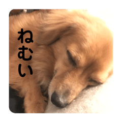 [LINEスタンプ] いぬの日常です