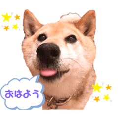 [LINEスタンプ] 柴犬こやたくんのスタンプ
