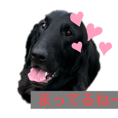 [LINEスタンプ] フラッティーのハルちゃん