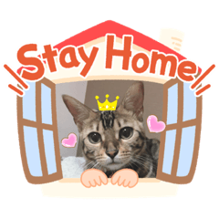 [LINEスタンプ] Stay Home猫達の日常スタンプの画像（メイン）