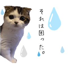 [LINEスタンプ] とろみるねこちゃんず