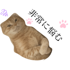 [LINEスタンプ] まったりねこちゃんず