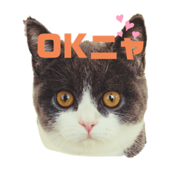 [LINEスタンプ] 猫day