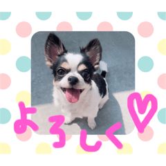 [LINEスタンプ] 犬のきもち。チワワ＆ダックスver.