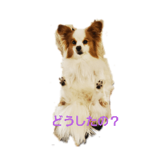 [LINEスタンプ] うちのブーちゃん