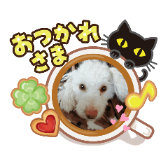 [LINEスタンプ] くーちゃんのスタンプ。。