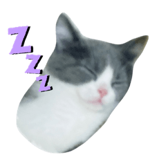 [LINEスタンプ] もちもちまめ太