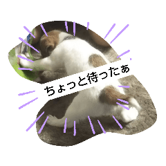 [LINEスタンプ] ジャックラッセルテリアラテスタンプ5