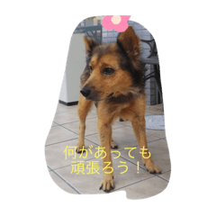 [LINEスタンプ] あらし君です