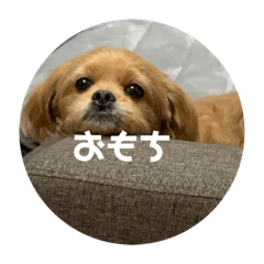 [LINEスタンプ] チーズ第一弾