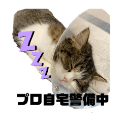 [LINEスタンプ] りぃたんの毎日