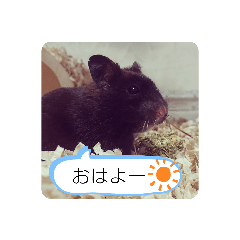 [LINEスタンプ] クロハムスタンプ